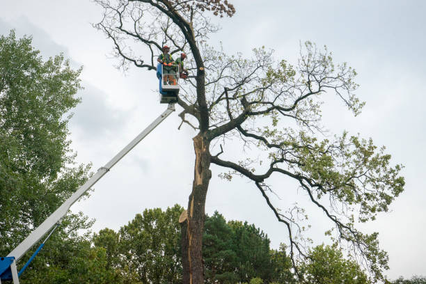 Dundee, FL Tree Services Company