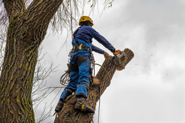 Best Tree Preservation Services  in Dundee, FL