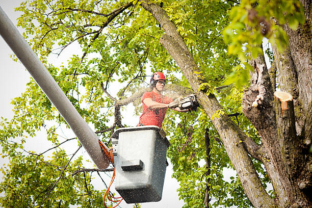 How Our Tree Care Process Works  in Dundee, FL